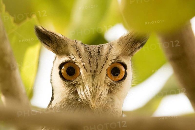 Northern White-faced Owl (Ptilopsis leucotis), Gambia