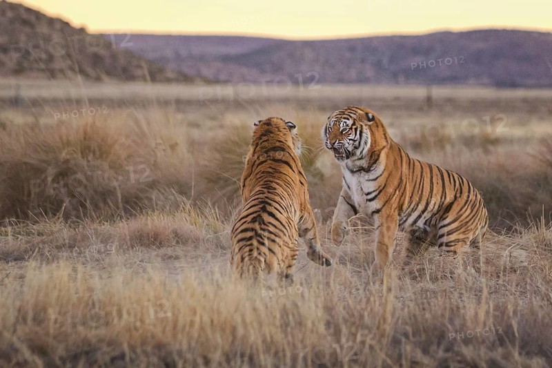 Bengal Tiger (Panthera tigris) two females fighting, captive, Philippolis, South Africa