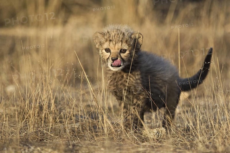 Cheetah (Acinonyx jubatus) cub walking, Castile-La Mancha, Spain