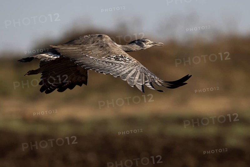 Kori Bustard (Ardeotis kori struthiunculus) male flying, Oromia, Ethiopia
