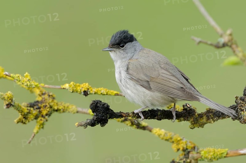 Eurasian Blackcap (Sylvia atricapilla) male, North Rhine-Westphalia, Germany