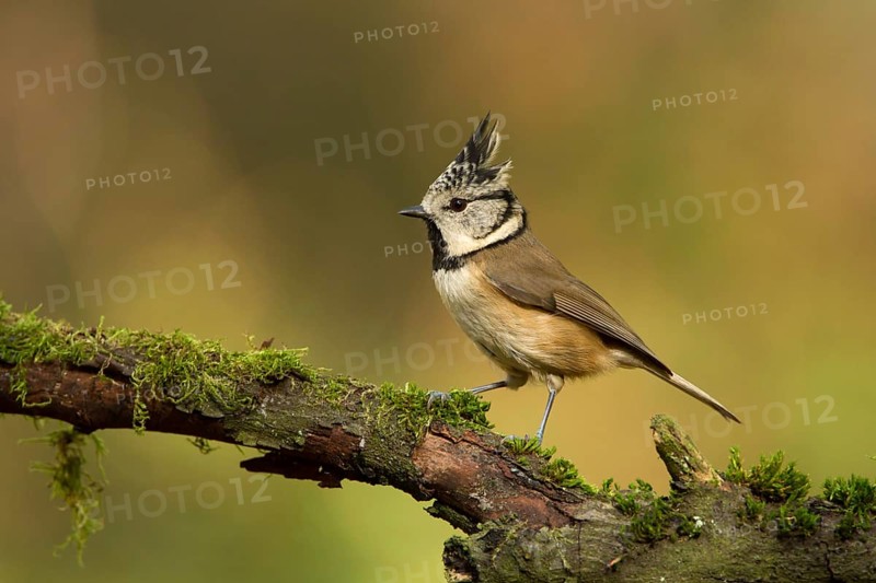 European Crested Tit (Lophophanes cristatus), Utrecht, Netherlands