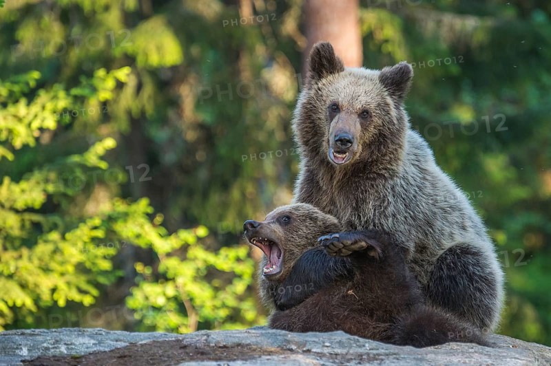 Eurasian Brown Bear (Ursus arctos) two fighting in forest, Finland