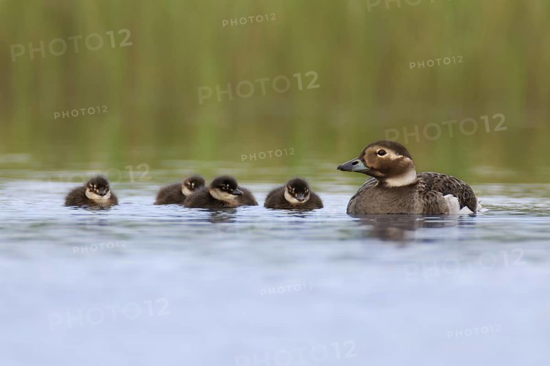 Long-tailed Duck (Clangula hyemalis) with chicks, Varanger, Norway