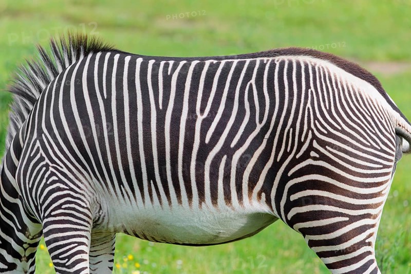 Pattern of a Grévy's zebra (Equus grevyi) fur