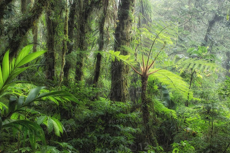 While shooting for my coffee table book on Costa Rica's natural wonders, I needed a shot that captured the essence of the famed Monteverde cloud forest. That's a tall order of course. I took a number of photos in the area but this one, actually taken in the nearby Santa Elena Cloud Forest Reserve which is a local community-run refuge, was the one that most said Monteverde to me. The sunlight breaking through the misty cloud forest and the tree ferns, palms, bromeliads and mosses encapsulated what Monteverde is all about to me