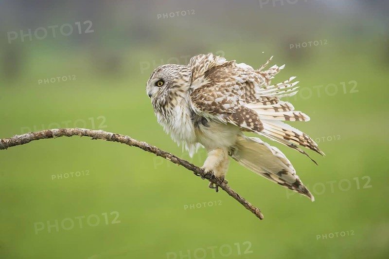 Short-eared Owl (Asio flammeus) shaking feathers on a branch, Emilia-Romagna, Italy