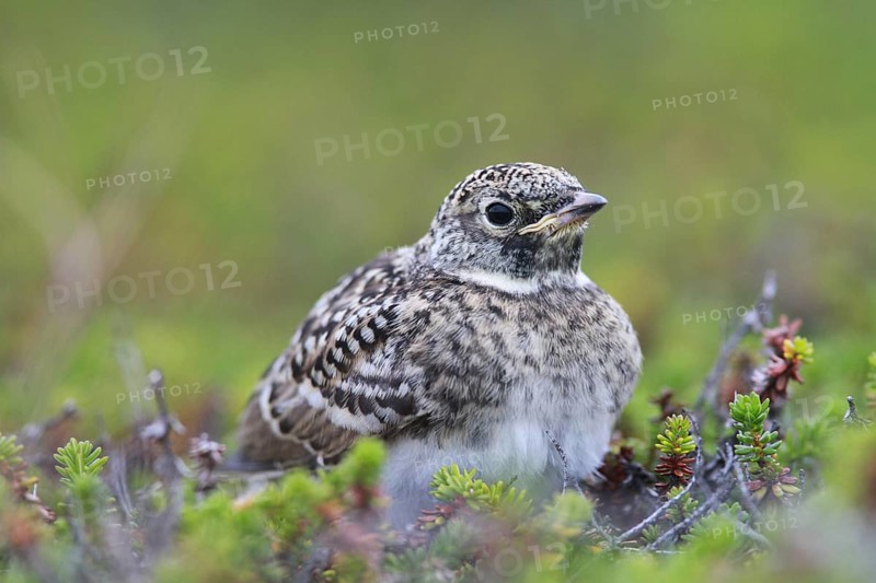 Horned Lark (Eremophila alpestris) juvenile, Varanger, Norway