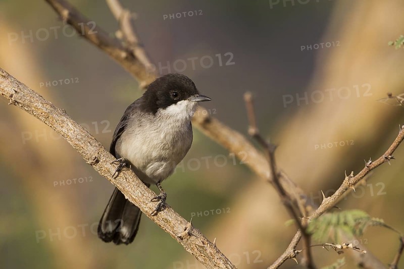 Arabian Warbler (Sylvia leucomelaena) perched on a branch, Oman