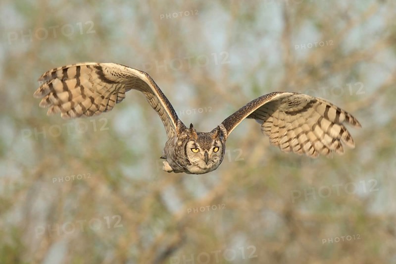 Great Horned Owl (Bubo virginianus) flying, Texas, USA