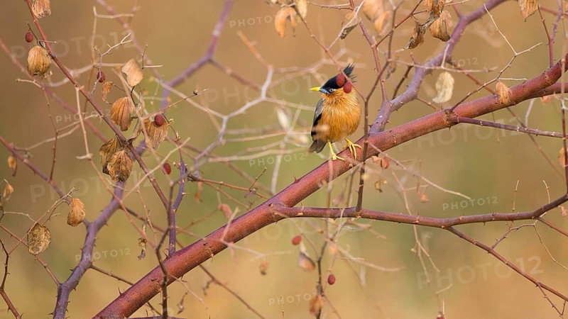 Brahminy Starling (Sturnia pagodarum), Tadoba National Park, India