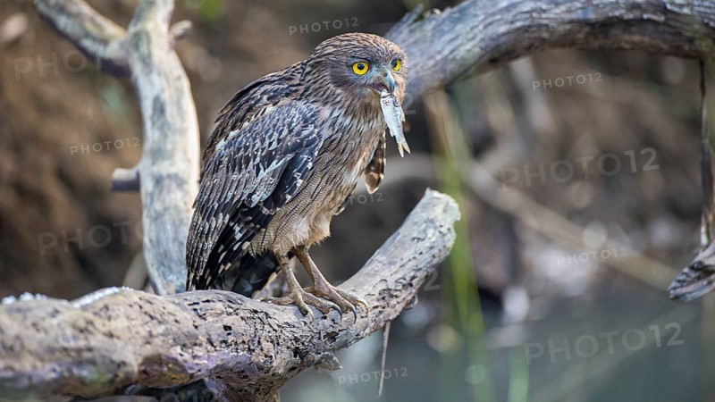 Brown Fish Owl (Ketupa zeylonensis) with fish prey in its beak, Tadoba National Park, India