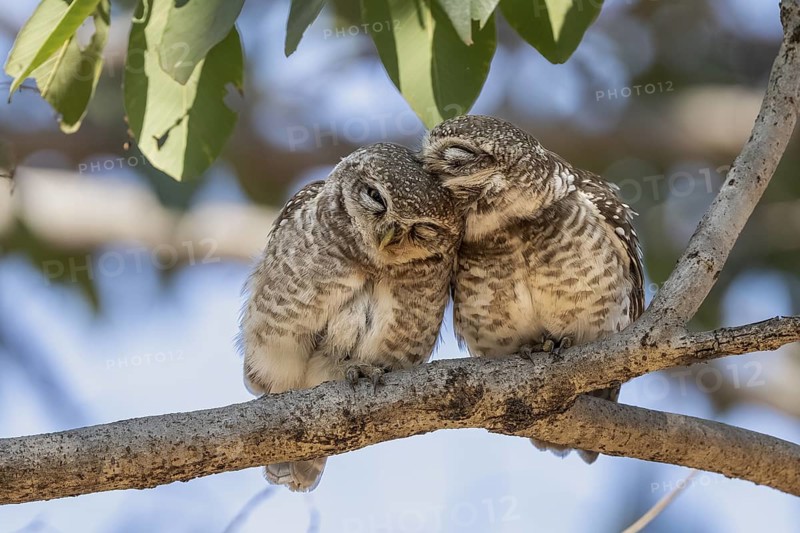 Brahma owls (Athene brama), Bandhavgarh National Park, Tala, Manpur, Madhya Pradesh, India