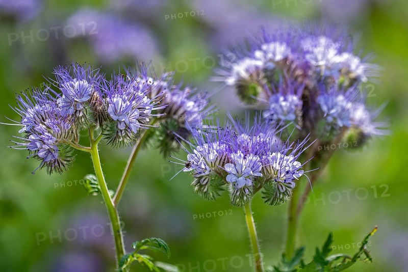Lacy phacelia, tansy-leaf phacelia, blue tansy, purple tansy (Phacelia tanacetifolia), insectary bee plant in garden, native to the US and Mexico