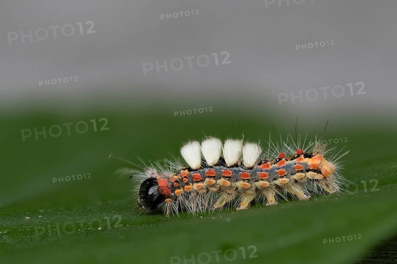 Close-up of a caterpillar of the blackthorn brush moth (Orgyia antiqua) on a green leaf in a natural environment, Hesse, Germany