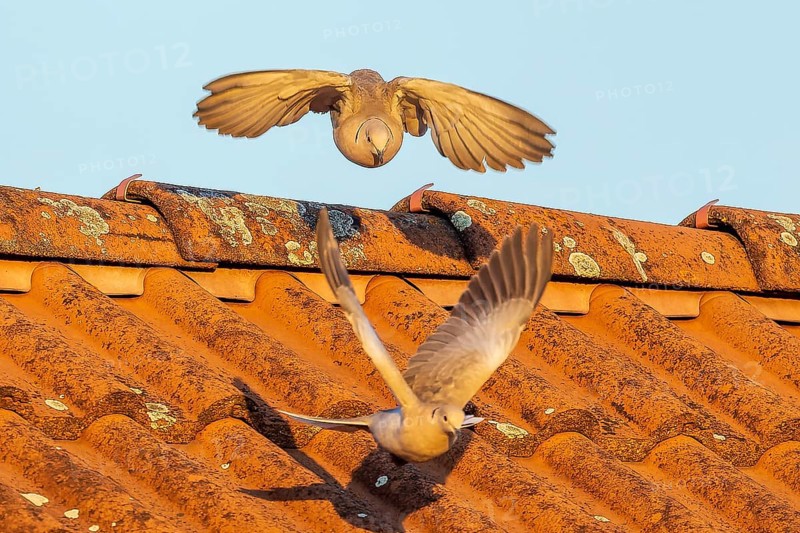 Two pigeons actively flying over an orange-coloured tiled roof under the sky, Eurasian collared dove (Streptopelia decaocto), wildlife, Germany