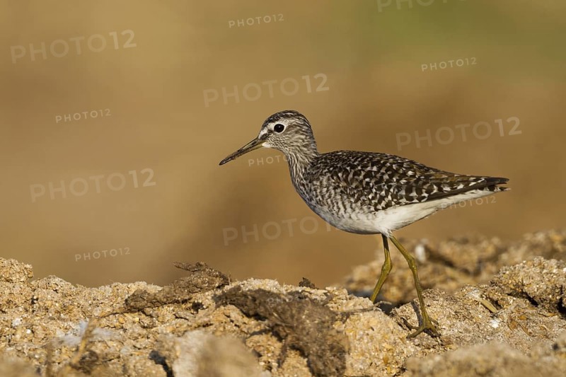 Wood Sandpiper (Tringa glareola), Cyprus