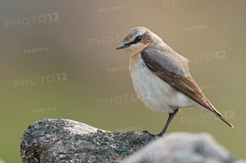 Northern Wheatear (Oenanthe oenanthe) male perched on a stone, Sweden