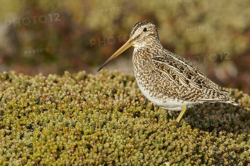 Magellanic Snipe (Gallinago magellanica magellanica) on the ground in the Falkland Islands