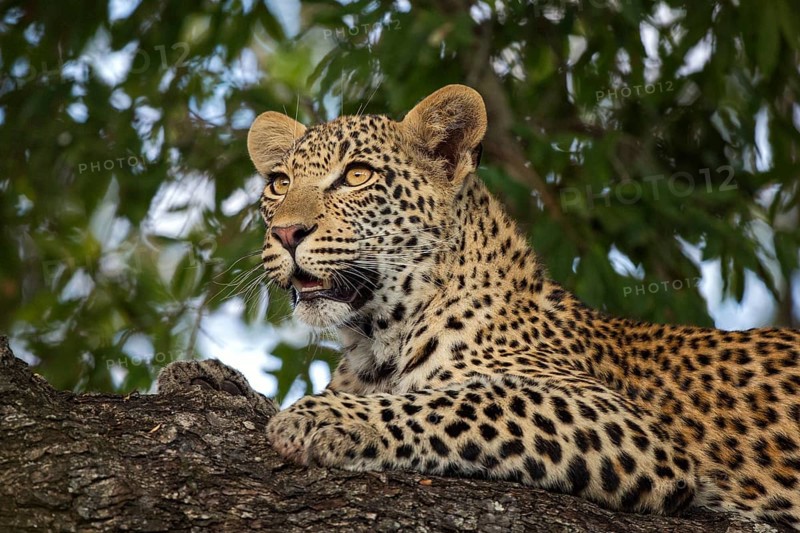 Leopard (Panthera pardus) immature lying on a tree, Sabi Sands, South Africa