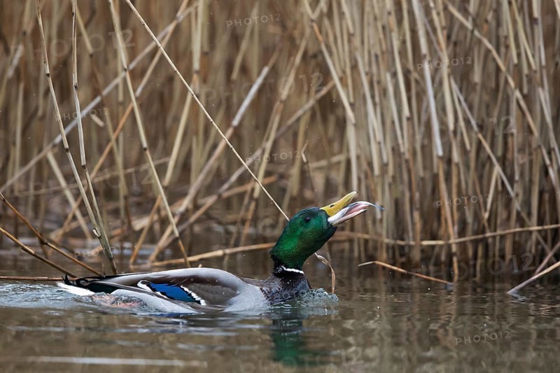 Mallard (Anas platyrhynchos) male eating fish, Mecklenburg-Western Pomerania, Germany