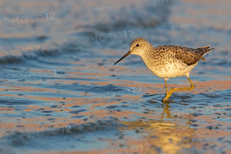 Teichwasserläufer, Marsh Sandpiper, Tringa stagnatilis, Chevalier stagnatile, Archibebe Fino
