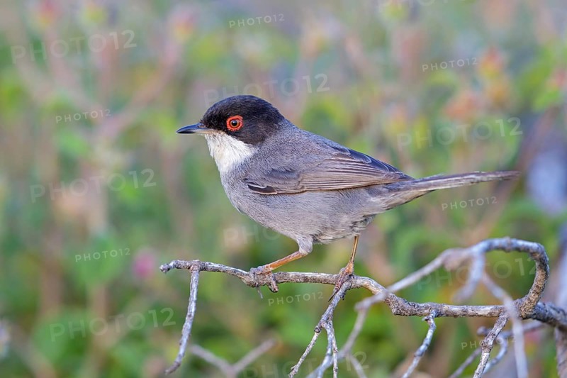 Samtkopf-Grasmücke, Samtkopfgrasmücke, Sardinian Warbler, Sylvia melanocephala, Fauvette mélanocéphale, Curruca Cabecinegra