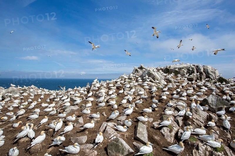 Northern Gannet (Morus bassanus) colony, Saltee Islands, Ireland