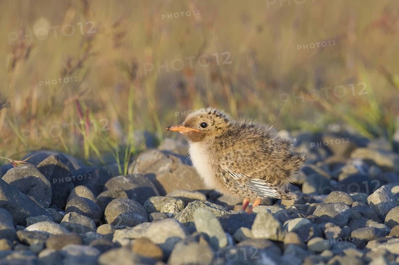 Arctic Tern (Sterna paradisaea) chick, Iceland