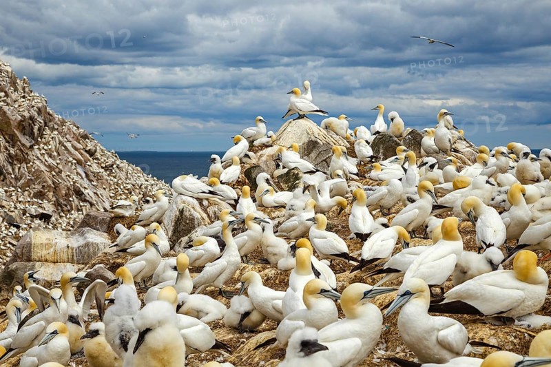 Northern Gannet (Morus bassanus) colony, Saltee Islands, Ireland