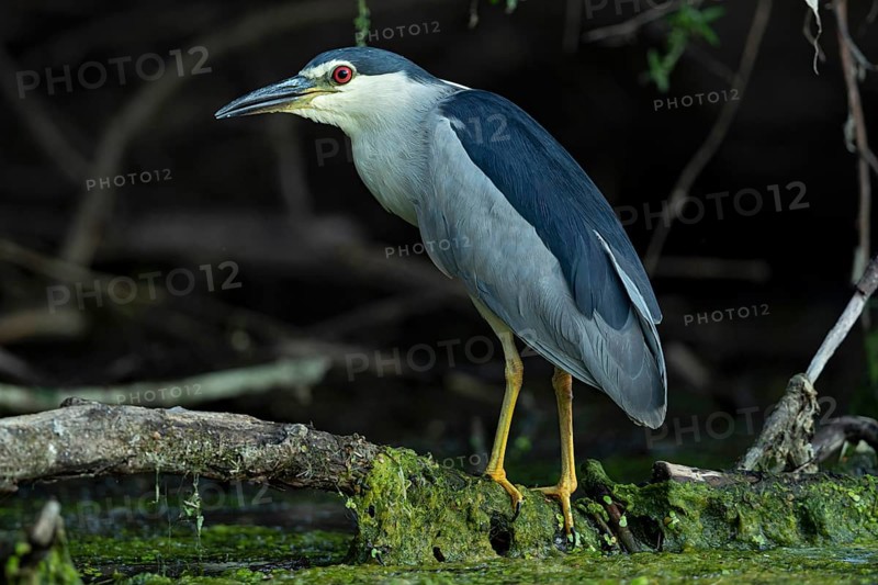 Black-crowned Night Heron (Nycticorax nycticorax), Baden-Wuerttemberg, Germany
