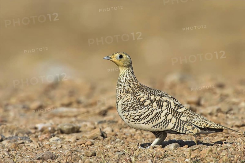 Chestnut-bellied Sandgrouse (Pterocles exustus) female, Oman