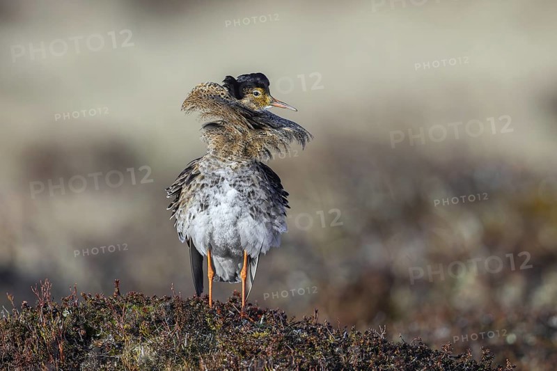 Ruff (Calidris pugnax) territorial male in breeding plumage at lek in spring, Scandinavia