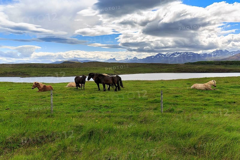 Several Icelandic horses, also Icelanders or Icelandic ponies, grazing in a meadow, mountains on the horizon, Snæfellsnes, Snaefellsnes, Iceland