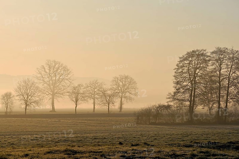 Meadows and trees in the early morning mist in the light of the rising sun, Reusstal, Aristau, Freiamt, Canton Aargau, Switzerland