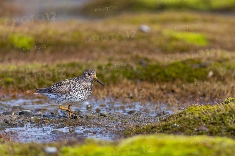 Black-legged stint (Calidris maritima) foraging, Aventdalen, Longyearbyen, Spitsbergen, Svalbard