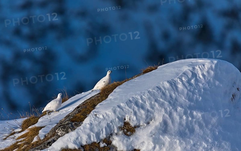Rock Ptarmigan (Lagopus muta), Tyrol, Austria