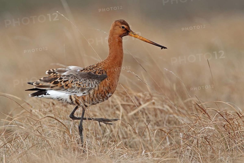 Uferschnepfe (Limosa limosa)