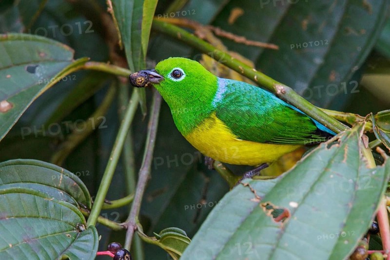 Blue-naped Chlorophonia (Chlorophonia cyanea) perched on a branch in Manu National Park, Peru