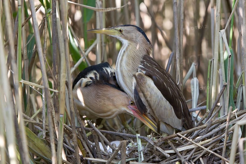 Little Bittern (Ixobrychus minutus) pair at nest, Nizhegorodskaya, Russia
