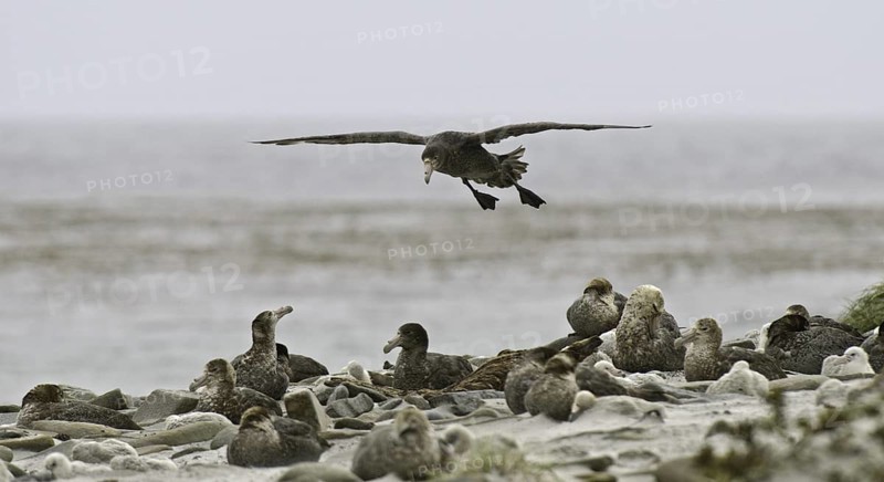 Southern Giant Petrel (Macronectes giganteus), Falkland Islands