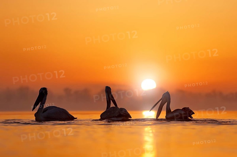 Dalmatian pelican, Pelecanus crispus, in Lake Kerkini, Greece. Bird with morning sunrise. Pelican with open wings. Wildlife scene from European nature. Bird and orange sky and sun. Sunset on the lake