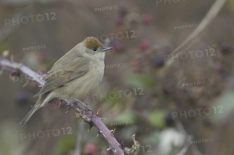 Eurasian Blackcap (Sylvia atricapilla) female, Schleswig-Holstein, Germany