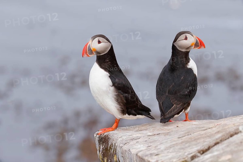 Atlantic Puffin (Fratercula arctica) pair, Iceland