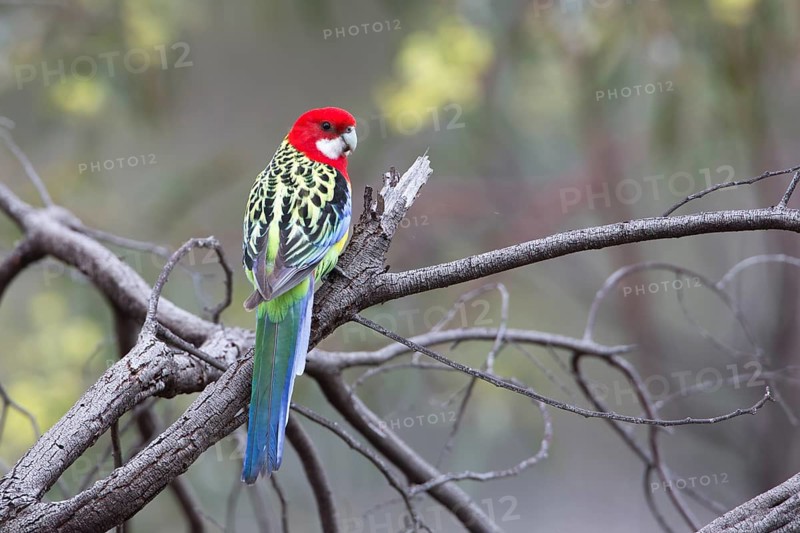 Eastern Rosella (Platycercus eximius) male perched on a branch, Victoria, Australia