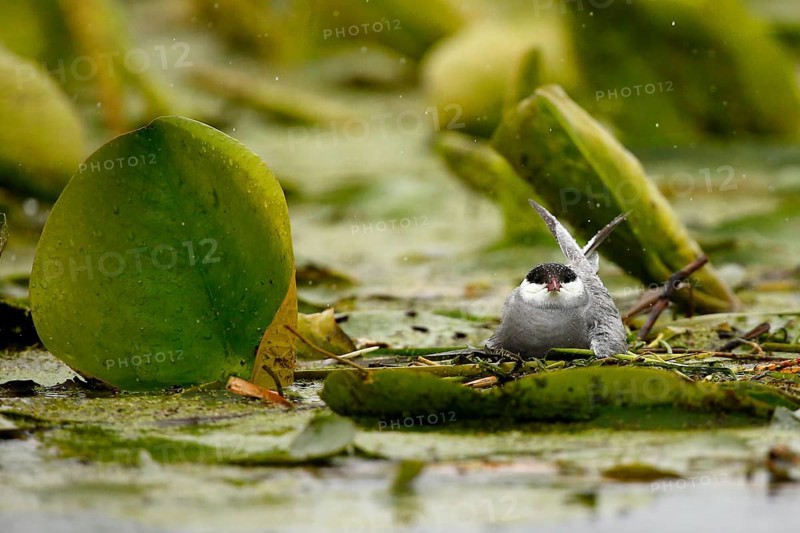 Whiskered Tern (Chlidonias hybrida) female on nest, Danube Delta, Romania