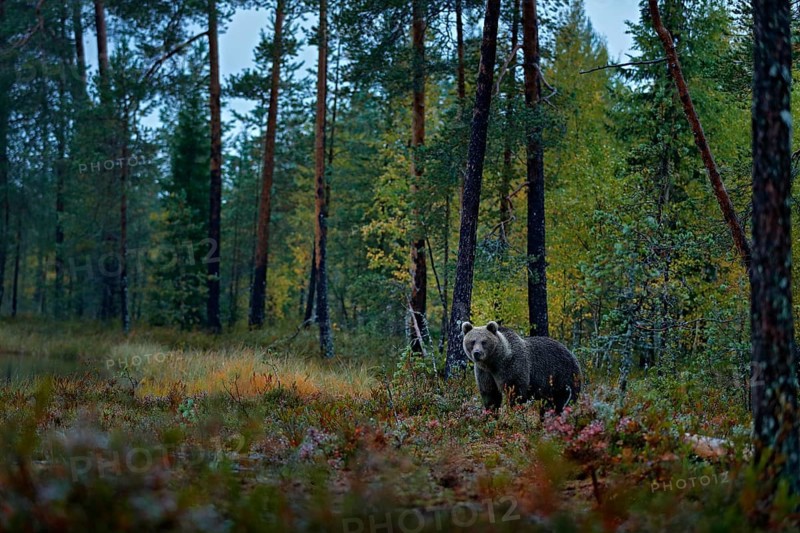 Bear hidden in dark forest. Autumn trees with bear. Beautiful brown bear walking around lake with fall colours. Dangerous animal in nature wood, meadow habitat. Wildlife habitat from wild Finland