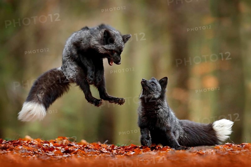 Black silver fox. Two red fox playing in autumn forest. Animal jump in fall wood. Wildlife scene from tropic wild nature. Pair of mammals fight