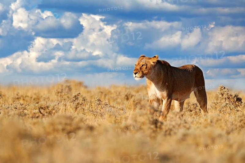 Lion walk. Portrait of African lion, Panthera leo, detail of big animals, Etocha NP, Namibia, Africa. Cats in dry nature habitat, hot sunny day in desert. Wildlife scene from nature. African blue sky