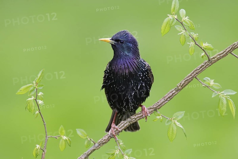 Common Starling (Sturnus vulgaris), Brandenburg, Germany